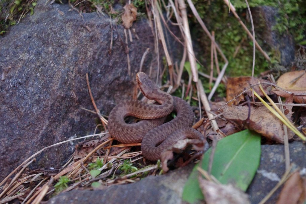 Vipera Berus